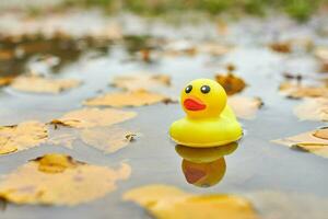 brinquedo de pato na poça de outono com folhas foto