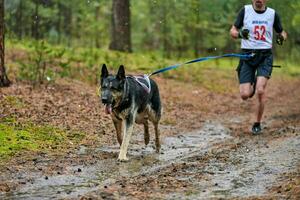 corrida de mushing de cães canicross foto