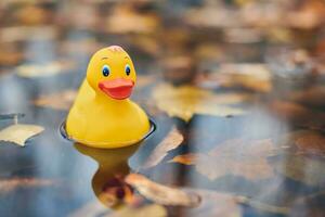 brinquedo de pato na poça de outono com folhas foto