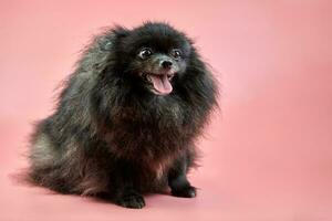 filhote de cachorro preto pomeranian spitz foto