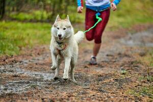 corrida de mushing de cães canicross foto