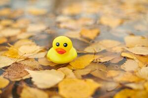 brinquedo de pato outono na poça com folhas foto