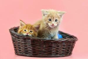 gatinhos maine coon na cesta, vermelho e creme foto