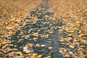 outono folhas em cidade parque caminho foto