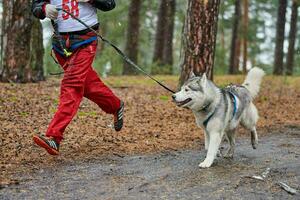 corrida de mushing de cães canicross foto