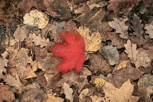 folha de outono vermelha em fundo de folhagem amarela foto