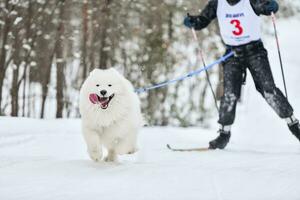 competição de inverno de skijoring de cães foto