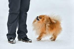 cão spitz pomeranian no inverno foto