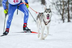 competição de inverno de skijoring de cães foto