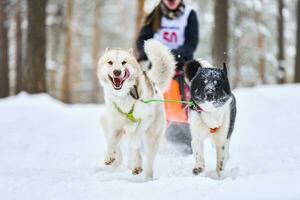 corrida de cães de trenó husky foto