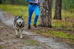 corrida de mushing de cães canicross foto