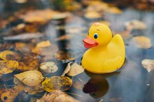 brinquedo de pato na poça de outono com folhas foto