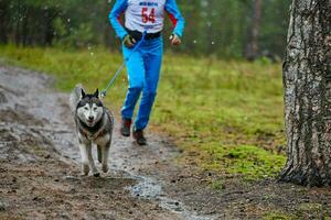 corrida de mushing de cães canicross foto