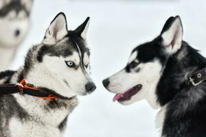 cachorro husky andando foto