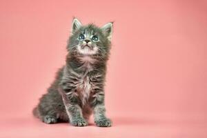 gatinho maine coon foto