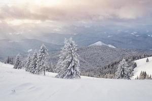 paisagem bonita do inverno com árvores cobertas de neve