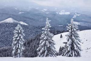 paisagem bonita do inverno com árvores cobertas de neve foto
