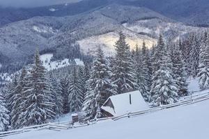 majestosos abetos vermelhos brilhando à luz do sol. cena invernal pitoresca e linda. local lugar parque nacional dos Cárpatos, ucrânia, europa. estação de esqui nos Alpes. tonificação azul. feliz ano novo mundo da beleza foto