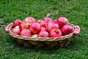 Rosa romã fruta dentro uma cesta foto