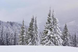 paisagem de inverno de fadas com pinheiros e queda de neve. conceito de cumprimentos de natal foto