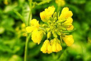 orvalho gotas em mostarda flores foto