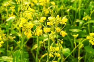 orvalho gotas em mostarda flores foto