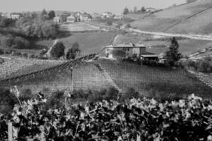 Preto e branco panorama do a piemontês Langhe colinas e vinhas dentro a inverno foto