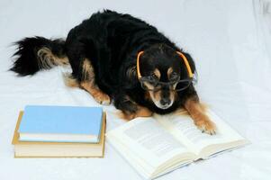 uma cachorro vestindo óculos e lendo uma livro foto