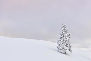 fantástica paisagem de inverno com uma árvore de neve. cárpatos, ucrânia, europa foto