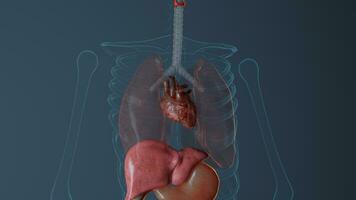 anatomia do coração dentro masculino corpo. medicamente preciso representação rendido 3d ilustração foto