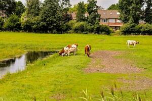 vacas pastar dentro uma campo perto uma lagoa foto