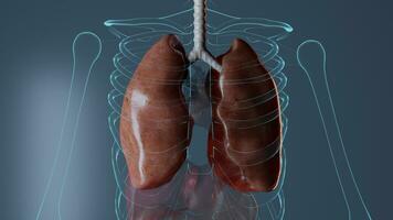 interno órgãos anatomia em azul fundo, medicamente remédio biologia representação rendido 3d ilustração foto