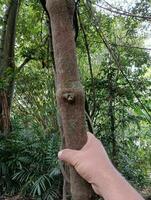 uma fresco verde panorama visualizar. verde floresta dentro a Centro do a cidade. foto