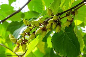 frutas do paulownia árvore dentro kakheti, geórgia foto