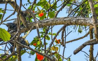 iguana deitado sentado em um galho de uma árvore méxico. foto