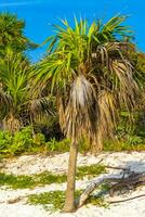 tropical verde exótico caribe Maya menina Palma Palmeiras floresta tropical México. foto