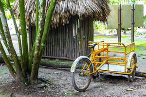 renda uma bicicleta triciclo passeio através a selva coba ruínas. foto