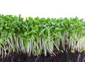 microgreens com raízes dentro a terra isolado em uma branco fundo. foto