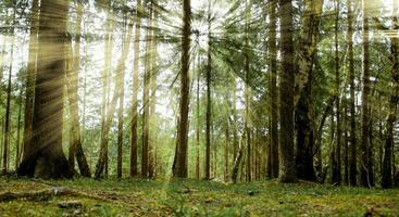 panorama com uma lindo conífero floresta. natural fundo. foto