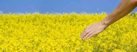 homem toques colza flores foto