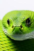 ai gerado cabeça do uma verde serpente fechar acima em uma branco fundo foto