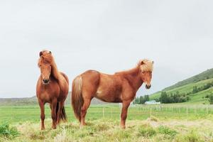 cavalos islandeses encantadores em um pasto com montanhas ao fundo foto