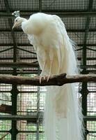 raro albino pavão dentro a parque foto