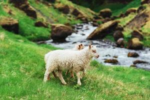 as ovelhas islandesas. vistas fantásticas da cachoeira no parque nacional