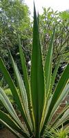 natureza panorama. uma manhã Visão do geo cidade parque. foto