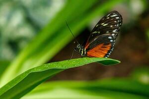 macro lindo borboleta danaus crisipo foto