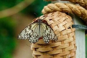 macro lindo borboleta idéia leucono foto