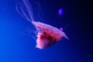 macro do uma lindo medusa cyanea capillata foto