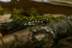 lindo lagarto dentro a Relva comum fogo salamandra foto