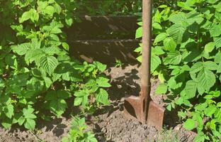 uma velha pá enferrujada perto dos arbustos de framboesa, que crescem ao lado da cerca de madeira do jardim da aldeia. imagem de fundo associada a colheitas sazonais e trabalho de jardinagem a longo prazo foto